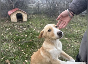 Niko – ein lebensfroher Herzenshund auf der Suche nach seinem Zuhause