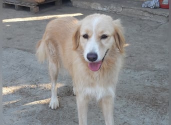 Kitty - Ein Herz voller Mut und Liebe sucht ein Zuhause