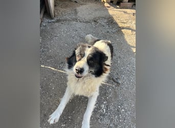 Hugo - gute Laune auf vier Pfoten