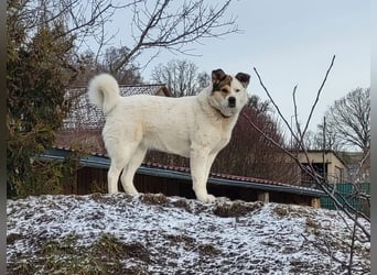 Lucy – eine starke Hündin, die endlich die richtigen Menschen sucht