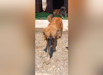 Sami - Ein verspielter Wirbelwind sucht sein Zuhause!