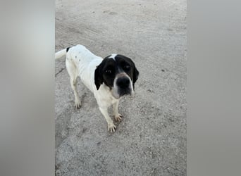 Lotte – Lebensfrohes Pointermädchen sucht aktive Familie!