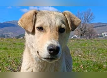 Snoopy – ein kleiner Kämpfer mit großem Herzen