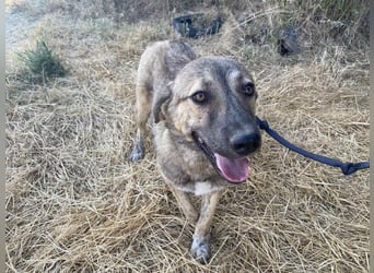 Leo - ein neugieriger Entdecker sucht seine Familie