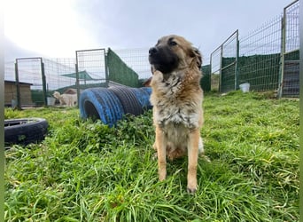 Jacky - ein schüchternes Hundemädchen sucht Geborgenheit