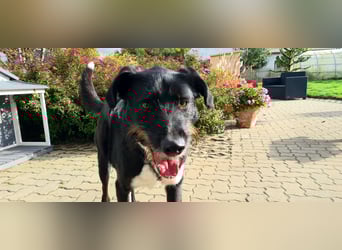 Yaron - ein echter Gentleman mit Schnurrbart und Herz