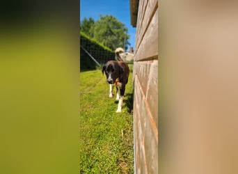 Samu sucht seine Chance – vielleicht bei dir