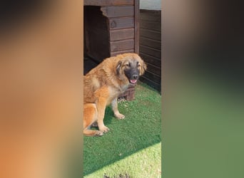 Sami - Ein verspielter Wirbelwind sucht sein Zuhause!