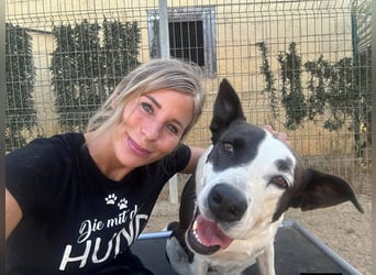 Oca – treue Schmusehündin mit großem Herzen