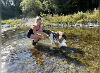 Eva - eine wunderschöne junge Hundedame sucht ihr Happy End
