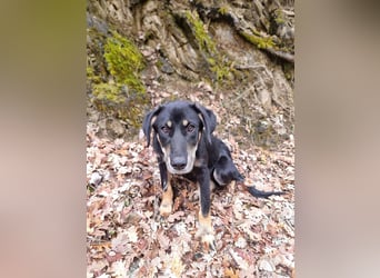 Fido - ein leises Herz, das endlich Vertrauen lernen darf