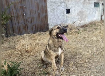 Leo - ein neugieriger Entdecker sucht seine Familie