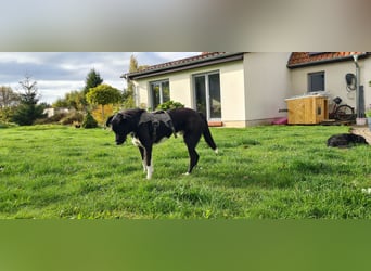 Yaron - ein echter Gentleman mit Schnurrbart und Herz