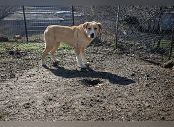 Niko – ein lebensfroher Herzenshund auf der Suche nach seinem Zuhause