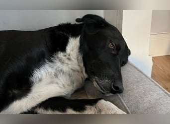 Molly – sanfte Seele sucht ruhiges Zuhause