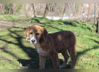 Vanilla - ein kleiner Sonnenschein auf vier Pfoten