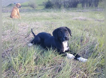 Aramis - ein sanfter kleiner Held auf vier Pfoten