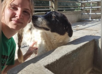 Klara - eine ruhige Hündin, die ihren Platz sucht