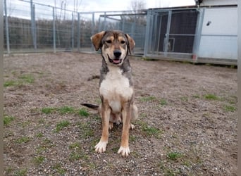 Fiete – Unser verschmuster Jungspund sucht ein liebevolles Zuhause!