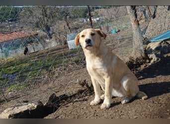 Niko – ein lebensfroher Herzenshund auf der Suche nach seinem Zuhause