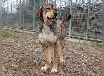 Fiete – Unser verschmuster Jungspund sucht ein liebevolles Zuhause!