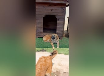 Sami - Ein verspielter Wirbelwind sucht sein Zuhause!