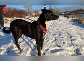 Molly – sanfte Seele sucht ruhiges Zuhause