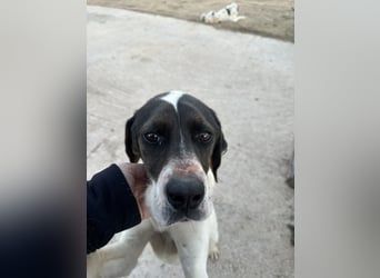 Lotte – Lebensfrohes Pointermädchen sucht aktive Familie!