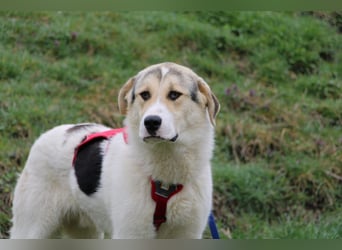 Henry - ein sanfter Entdecker