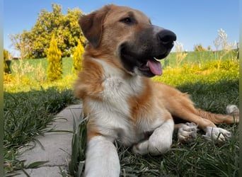 Pascha – ein verspielter Genießer sucht sein Für-immer-Zuhause!