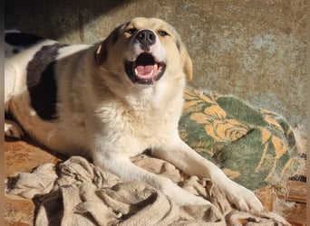 Henry - ein sanfter Entdecker