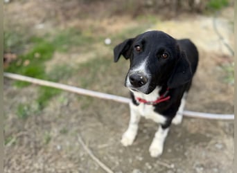 Mr. Big - kleiner Schauspieler mit großem Herzen