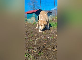 Niko – ein lebensfroher Herzenshund auf der Suche nach seinem Zuhause