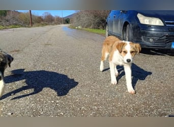 Nelly – ein kleiner Schatz auf der Suche nach Liebe