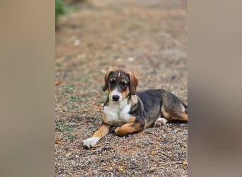 Freya- kleines Herz sucht sein Zuhause