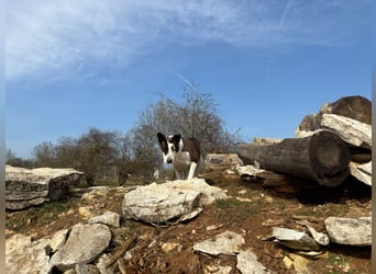 Oca – treue Schmusehündin mit großem Herzen