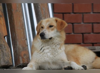 Blanca – sanfte Beobachterin mit großem Herz