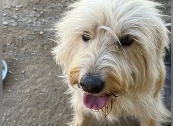 Angel – unser Engel sucht ihr Glück