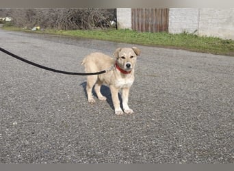 Snoopy – ein kleiner Kämpfer mit großem Herzen