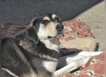 Trudi - eine liebevolle Husky-Mix-Dame mit einem sanften Wesen
