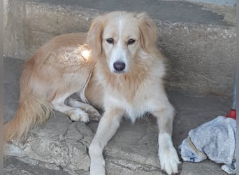 Kitty - Ein Herz voller Mut und Liebe sucht ein Zuhause