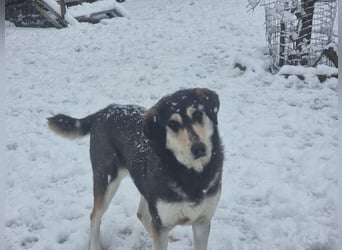Trudi - eine liebevolle Husky-Mix-Dame mit einem sanften Wesen