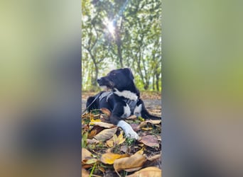 Yaron - ein echter Gentleman mit Schnurrbart und Herz