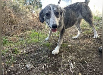 Babis - eine lebensfrohe Abenteurerin sucht ihr Zuhause