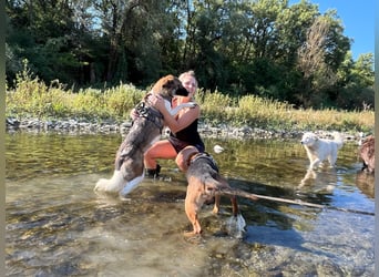 Eva - eine wunderschöne junge Hundedame sucht ihr Happy End