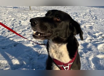 Molly – sanfte Seele sucht ruhiges Zuhause