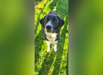 Samu -  Lustiger Jungspunt sucht sein Für-immer-Zuhause