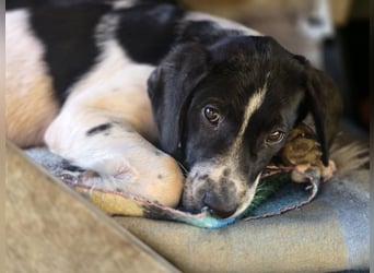 Porthos - ein fröhlicher kleiner Sonnenschein