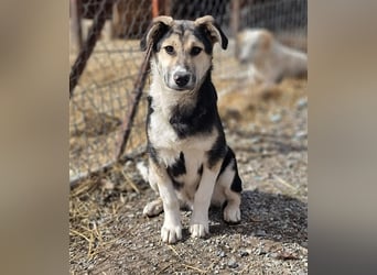 Steve - ein wahrlicher Herzbube