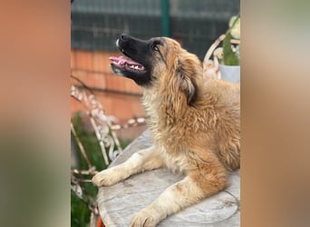 Sami - Ein verspielter Wirbelwind sucht sein Zuhause!